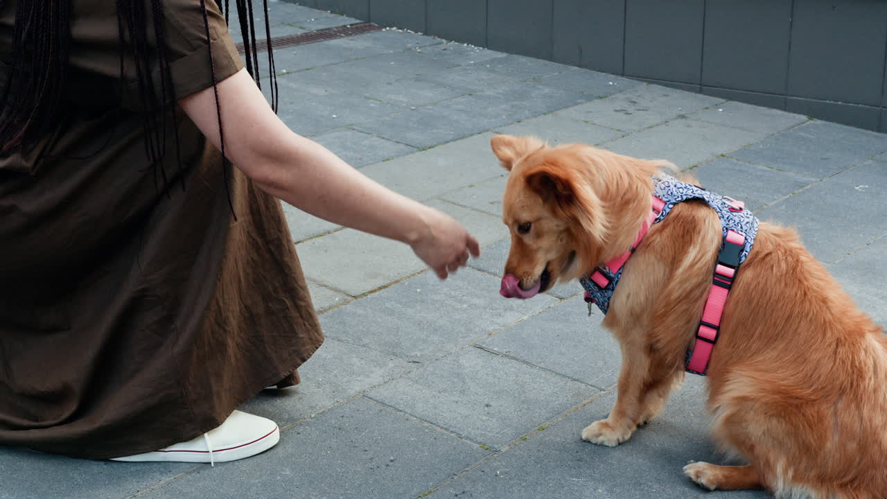 Woman training her dog outdoors