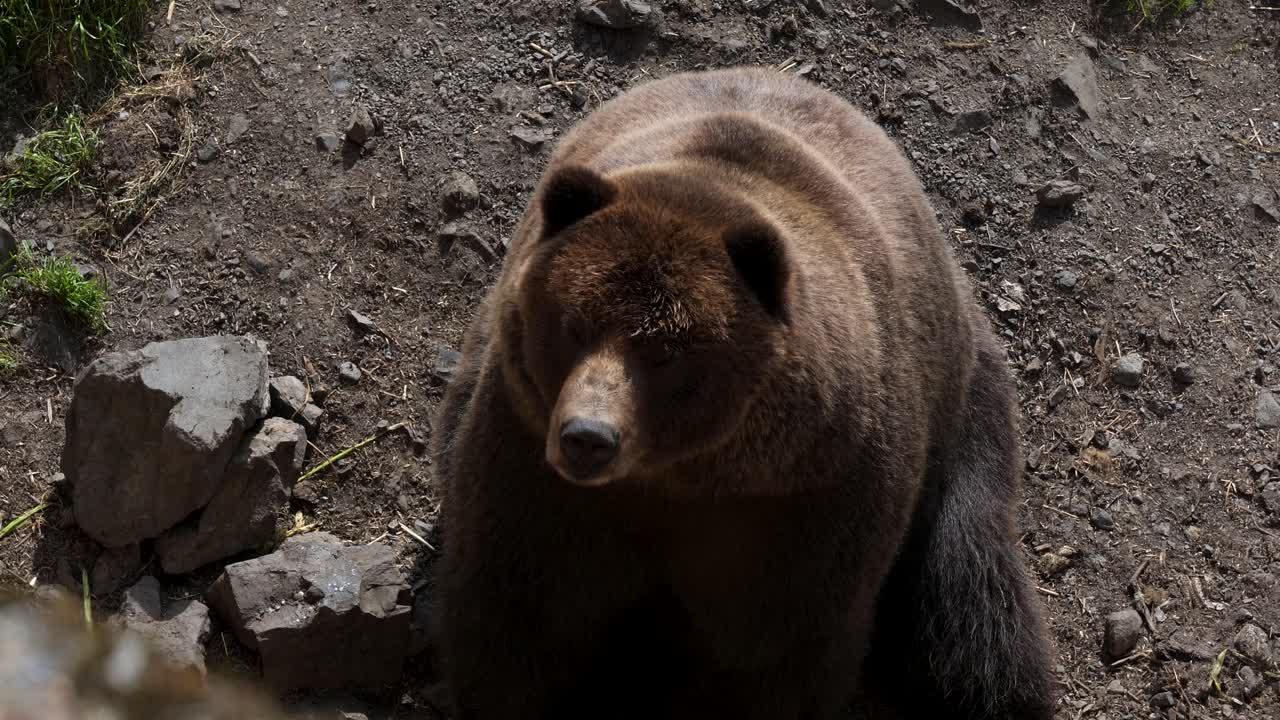 Orso bruno a Sitka, Alaska.