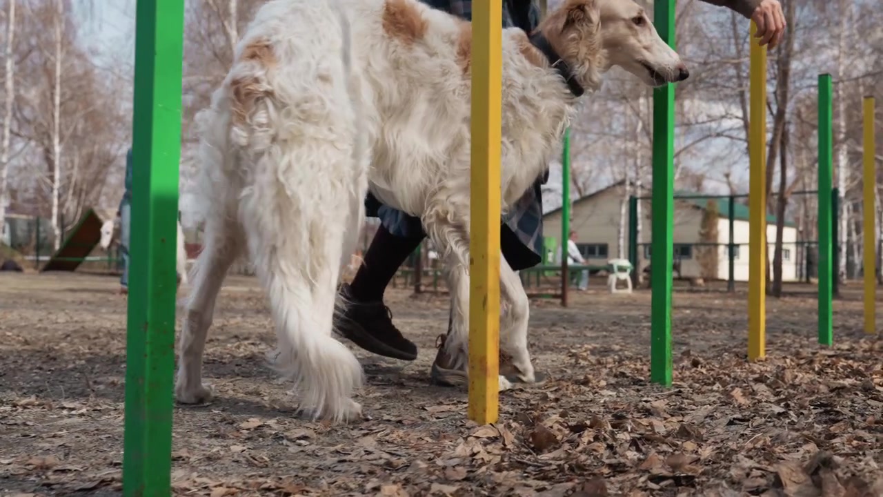 Un cane bianco con macchie marrone chiaro cammina accanto a una persona in un parco all'aperto, muovendosi tra pali colorati come parte di un addestramento o esercizio. La scena presenta luce naturale e un terreno coperto di foglie