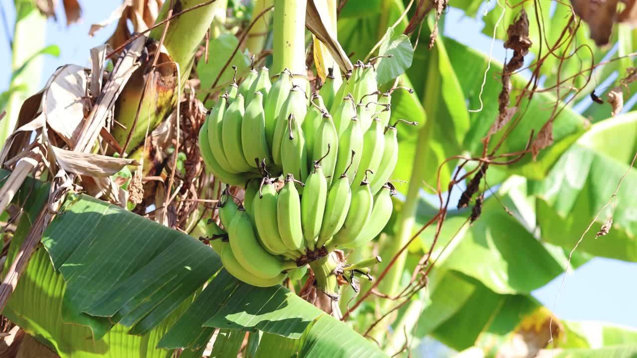 나무에서 익는 바나나 어리의 시간 간격
