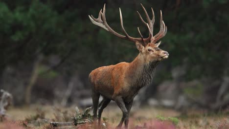 Close-up-of-a-huge-red-deer-buck-with-a-large-rack-of-antlers-looking-powerful-and-majestic-even-covered-in-mud-trotting-in-an-evergreen-forest-with-his-harem-of-doe