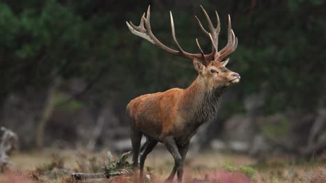 Primer-Plano-De-Un-Enorme-Ciervo-Rojo-Con-Una-Gran-Cornamenta-Que-Parece-Poderoso-Y-Majestuoso,-Incluso-Cubierto-De-Barro,-Trotando-En-Un-Bosque-Siempre-Verde-Con-Su-Harén-De-Gama