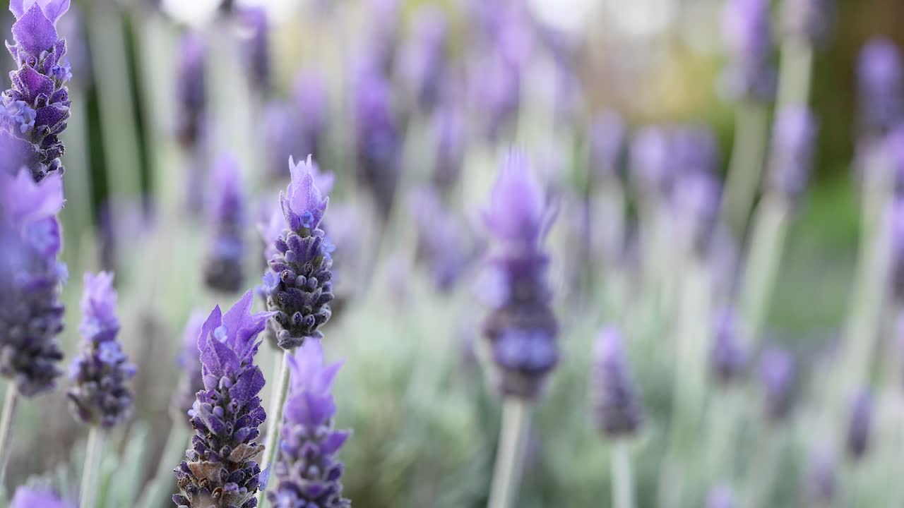 las flores de lavanda se balancean suavemente en la brisa