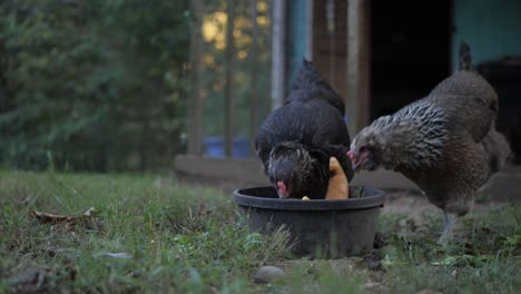Two-chickens-eat-melons-in-front-of-a-chicken-coop-during-sunset-in-slow-motion-4K