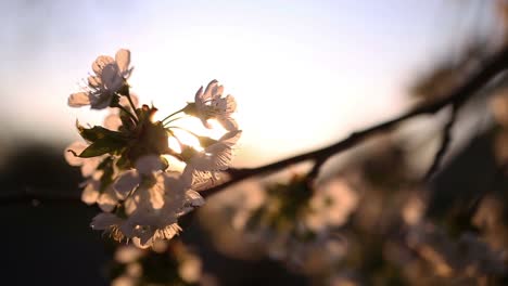 Flowering-cherry-tree-at-sunset-in-the-yard