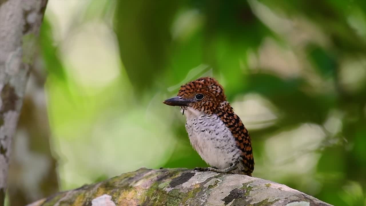 un martín pescador de árboles y una de las aves más hermosas que se encuentran en tailandia dentro de las selvas tropicales