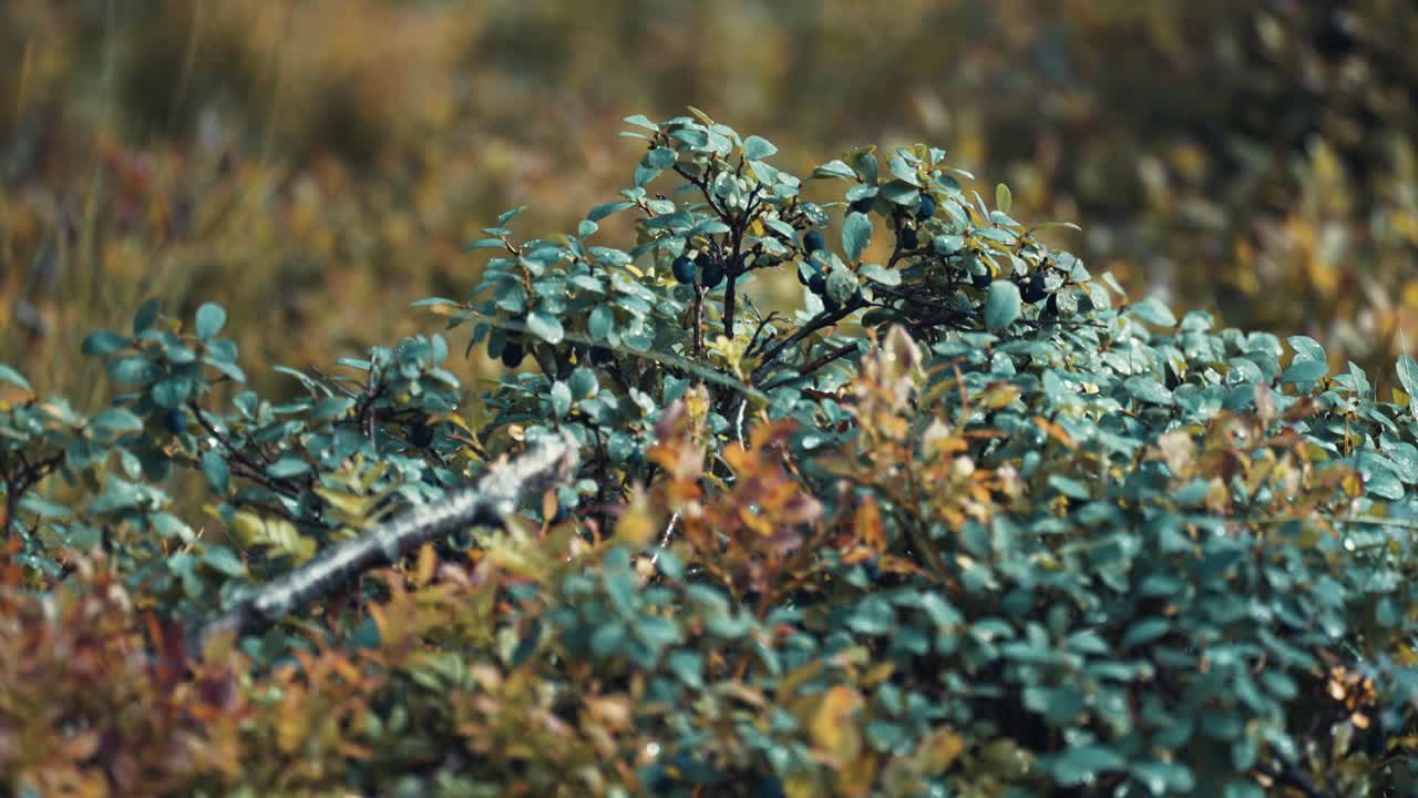 블루베리 관목의 클로즈업 샷