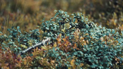 A-close-up-shot-of-the-blueberry-shrubs