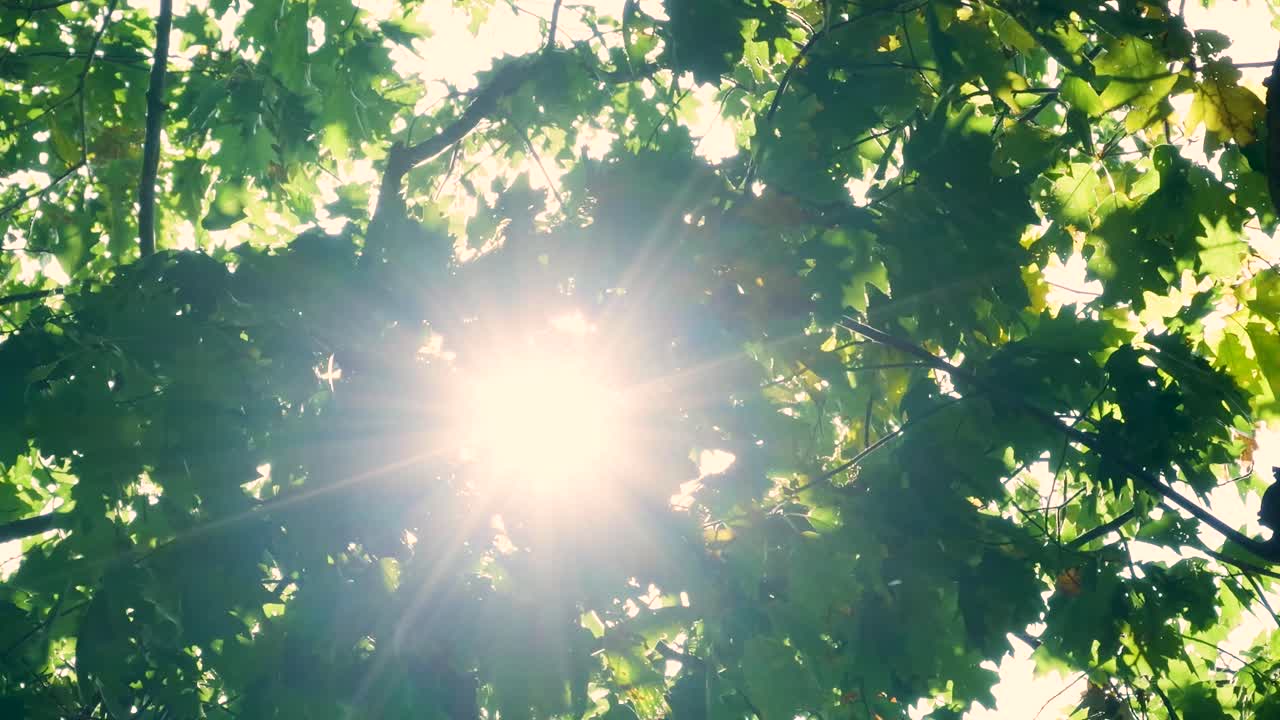 나무들을 통해 빛나는 빛