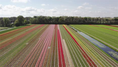 drone shot flying backwards over dutch tulip fields in 4k