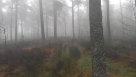 dolly side shot of natural forest landscape during foggy and misty day,scotland woodland