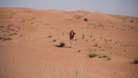 camel walking through wahiba sands desert in oman