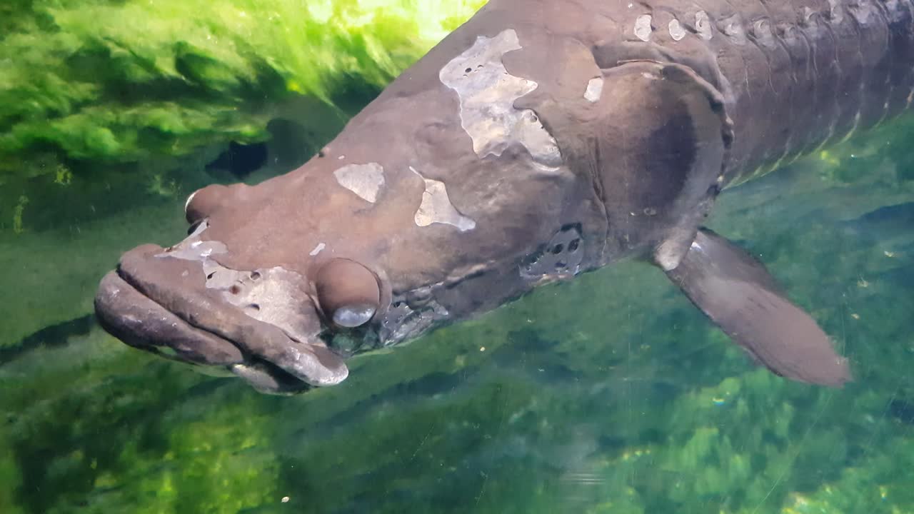 арапайма, проплывающая очень близко к камере