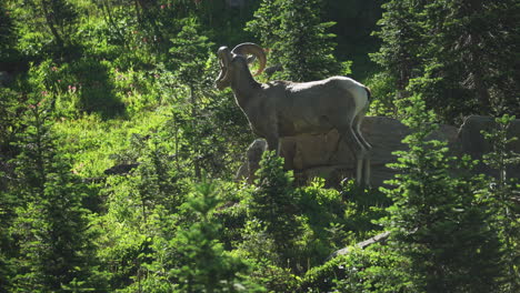 a beautiful bighorn sheep also known as mountain sheep in its natural environment on the highline trail in glacier national park