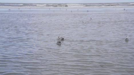 Seagull-caught-a-starfish-and-swims-away-from-other-seagull---North-Sea,-Belgium