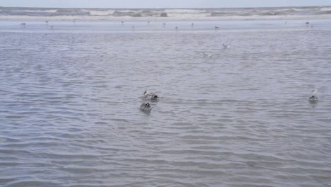 seagull caught a starfish and swims away from other seagull - north sea, belgium
