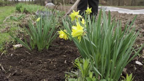 Granjero-Arando-La-Tierra-Detrás-De-Las-Flores-De-Los-Narcisos