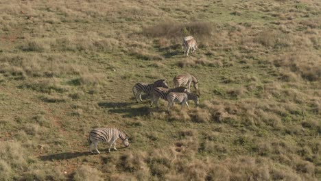 drone aerial of a small zebra herd in the wild on an early morning