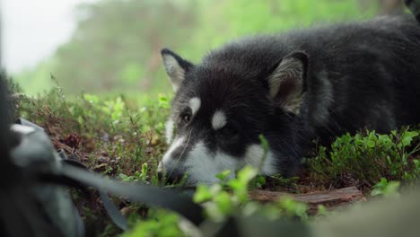 sleepy dog lying on forest ground under a tree