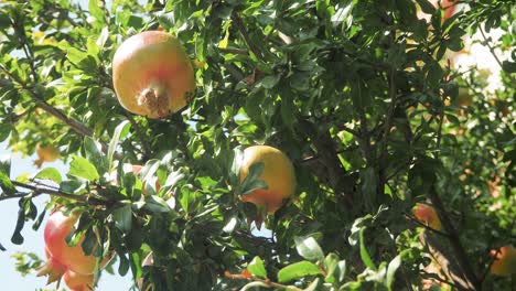 wild pomegranate on a tree, home garden, pomegranate tree at sunshine day