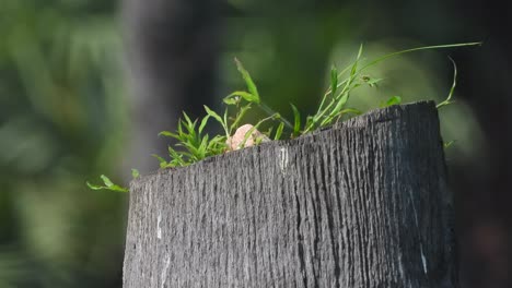 wood---furniture--grass--stone-