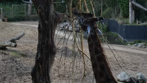 jirafa en el recinto del zoológico en amersfoort con masticar ramas
