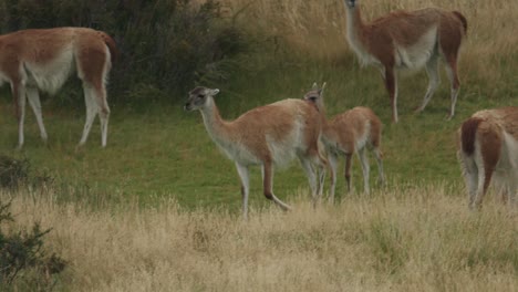 madre guanaco con bebé en manada