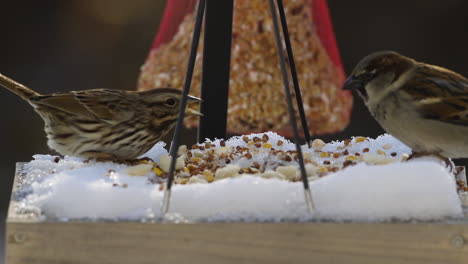 brown house sparrows on a snow covered bird-feeder during winter in maine