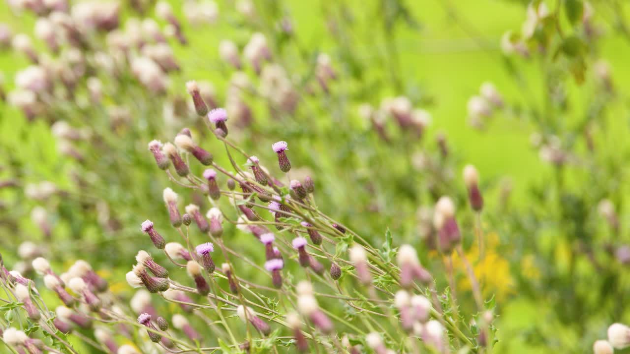 Close-up thistle flowers gently moving in bright daylight, shallow depth, natural grassland environment