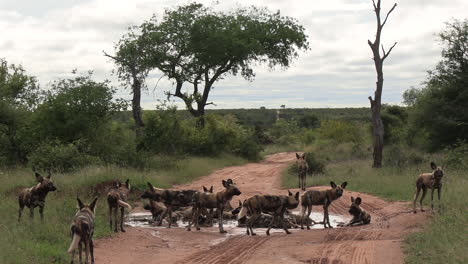 Rudel-Afrikanischer-Wildhunde,-Die-Sich-In-Einer-Regenpfütze-Auf-Einer-Unbefestigten-Straße-Abkühlen