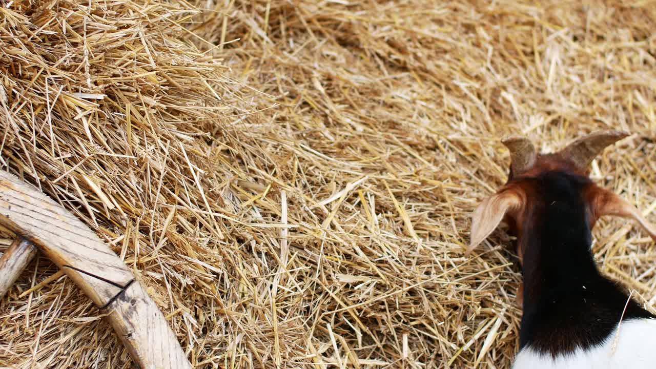 una hermosa cabra marrón comiendo heno en la granja. granja de ganado.