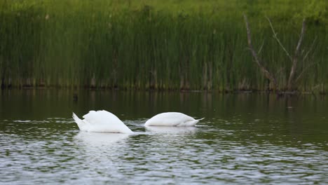 Zwei-Höckerschwäne-Fressen-Auf-Einem-See-Mit-Grüner-Hintergrundumgebung