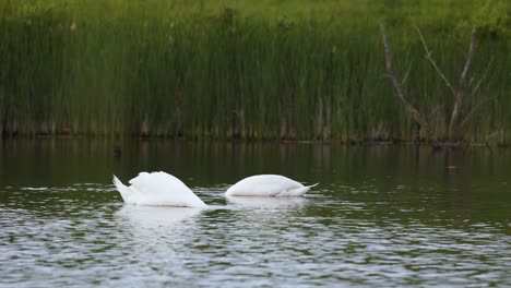 pareja de dos cisnes mudos comen en un lago con un entorno de fondo verde