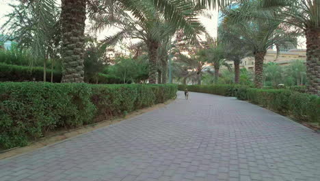 Beagle-walking-away-in-the-park-and-disappearing-between-the-bushes