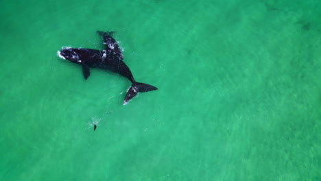 right whale calf rolls on back of its mom, inquisitive seal visits, aerial