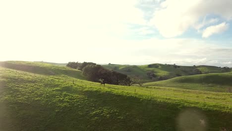 aerial drone shot of horse running on top of a green hillside during sunset