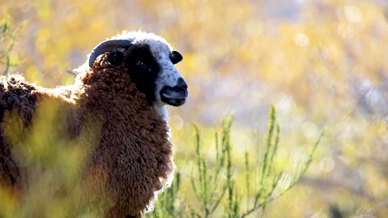 A brown sheep stands amidst lush greenery under bright sunlight, with a serene and natural backdrop