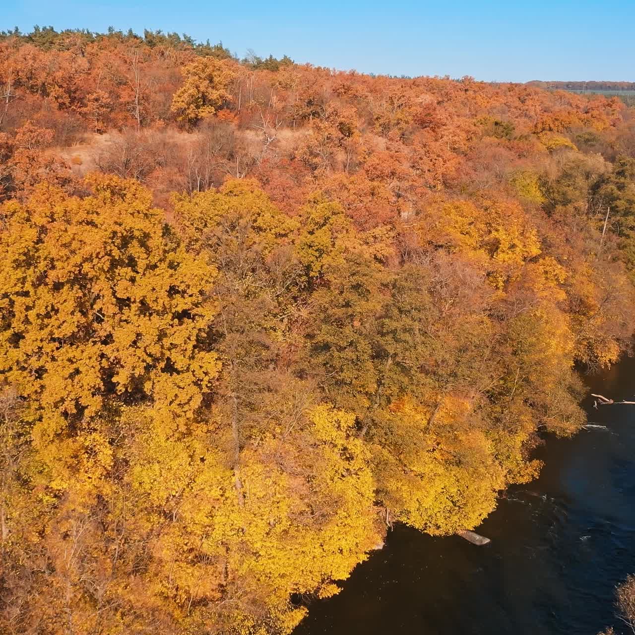 Wild natural sight of a forest and flowing water. Beautiful orange tops of trees in the forest in autumn. Blue clean lake among nature. Aerial view