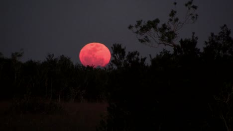 An-orange-moon-rises-behind-a-ridge