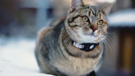 un bucle de video sin fisuras de un adorable y bastante salvaje gato callejero observando su entorno con sus curiosos ojos verdes, capturado tan de cerca con borrón de fondo en una fría tarde de nieve en salzburgo, austria.