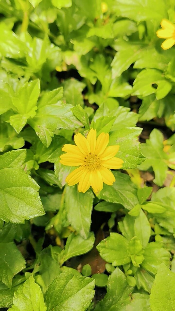 Single Yellow Wedelia Flower Blooming Amidst Lush Green Foliage