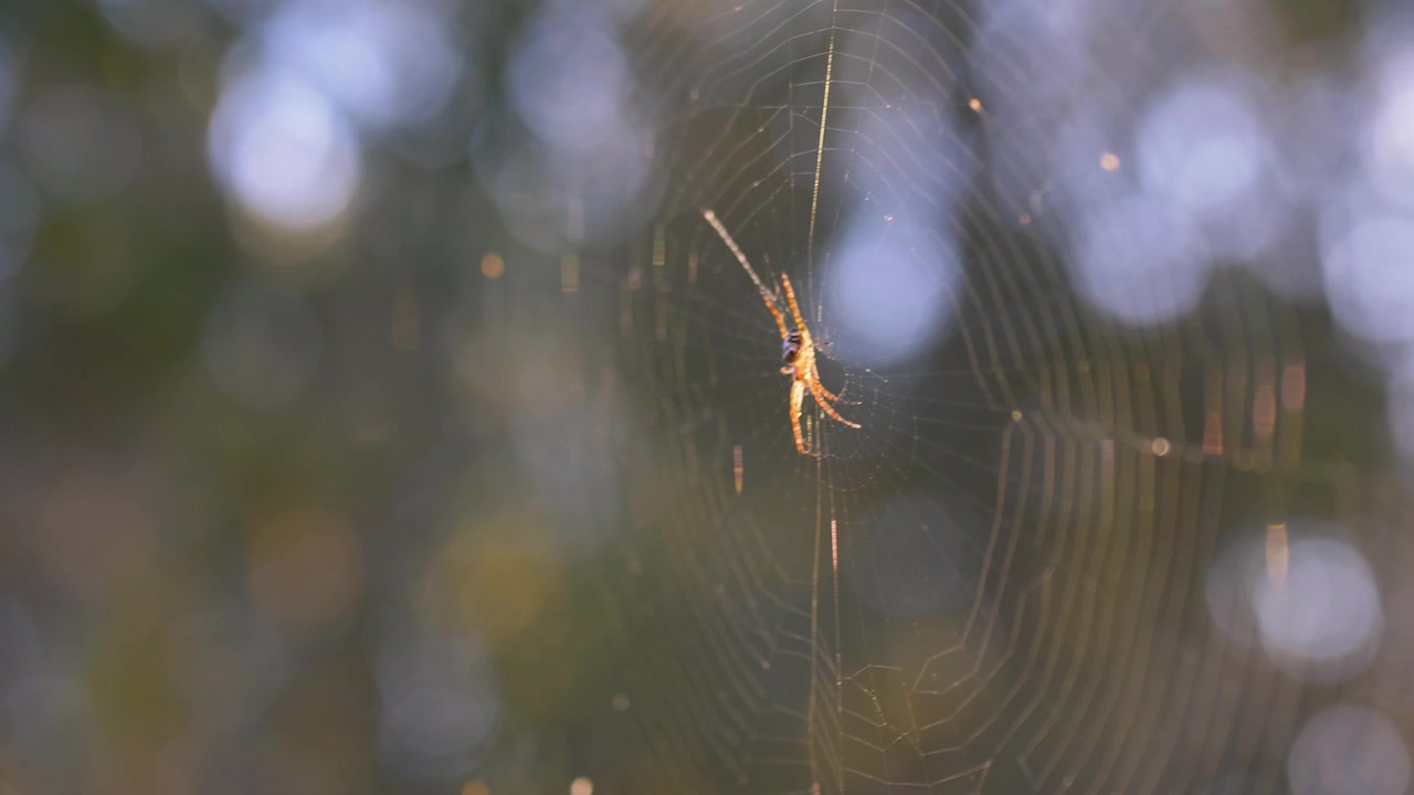 Slow motion close-up of an orb weaver spider arachnid animal species resting within its intricate silky web outdoors in a rural bushland forest on the Central Coast NSW Australia wildlife and nature
