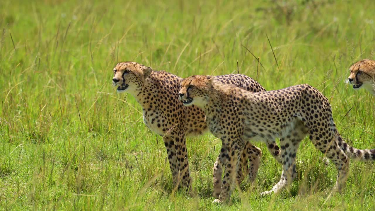 fotografía en cámara lenta de una coalición de guepardos sentados juntos para observar, la hermosa vida silvestre africana en la reserva nacional de masai mara, kenia, animales en peligro de extinción de áfrica en safari en masai mara