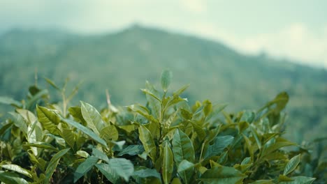 capturing of tea leaves with blurred background of green hills during daytime. close up shot.