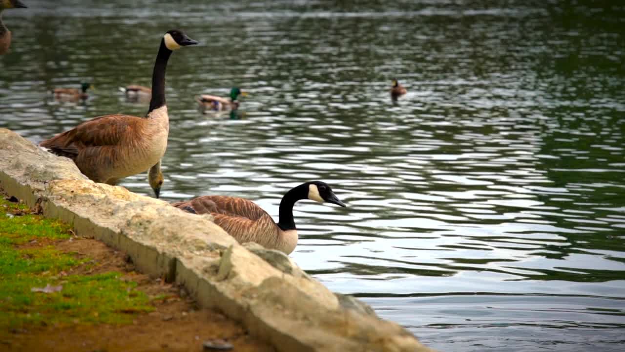 grupo de gansos saltando a un lago