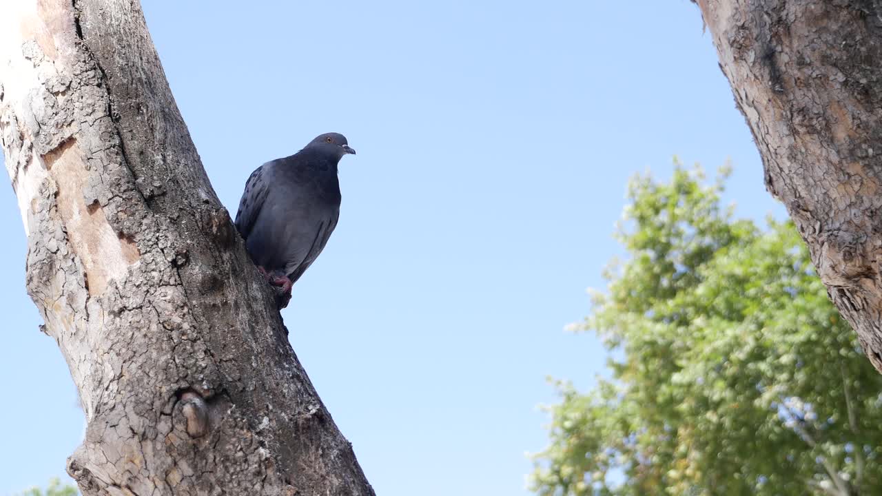 paloma en una rama de árbol