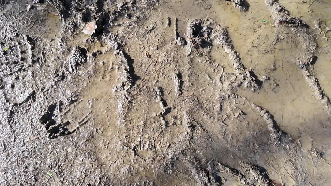 Textured Muddy Ground with Various Footprints and Tracks