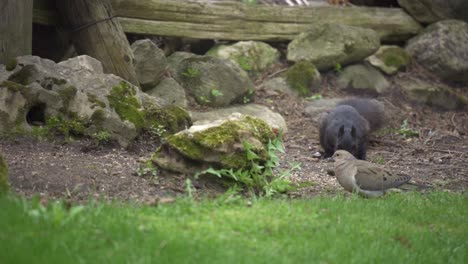 Closeup-Shot-Of-A-Dove-And-Squirrel-Grazing-In-Slow-Motion