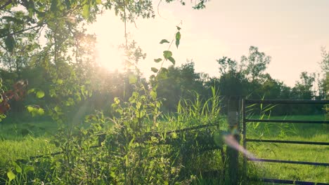 sunlit country meadow with fence