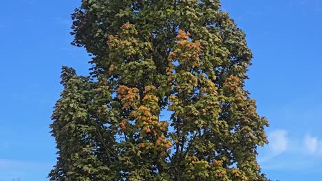 vibrant maple tree with bright red and orange leaves blowing in strong autumn wind